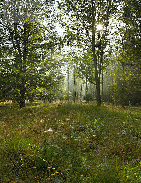 Nationalpark Europa Baum Landschaft Wald Natur Holz Herbst Niederlande Gelderland