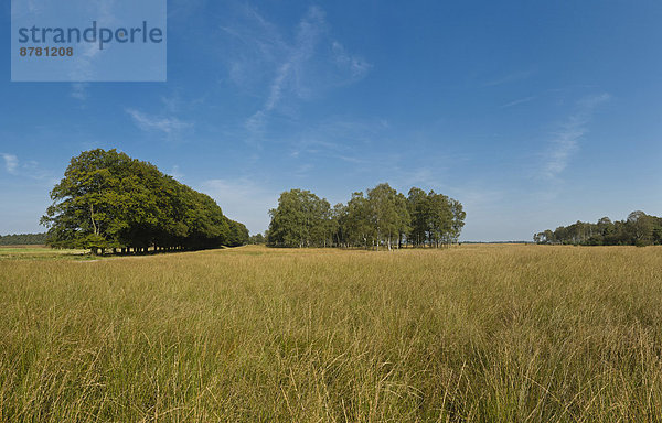 Nationalpark  Europa  Baum  Landschaft  Natur  Feld  Herbst  Wiese  Niederlande  Gelderland