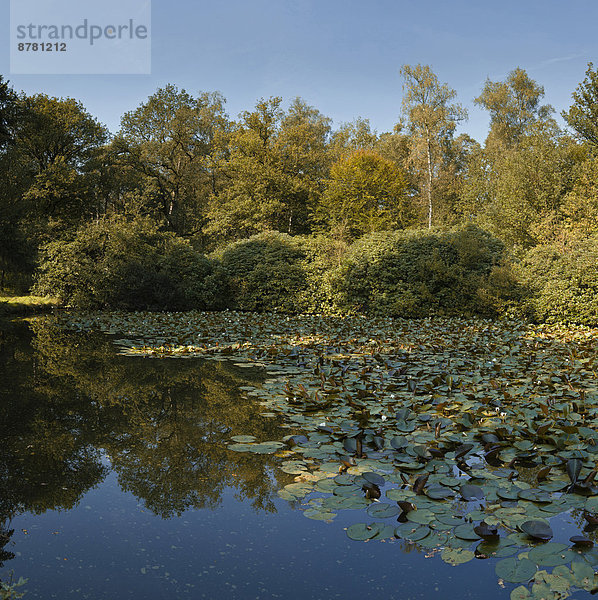 Nationalpark  Wasser  Europa  Baum  Landschaft  Natur  Herbst  Niederlande  Gelderland