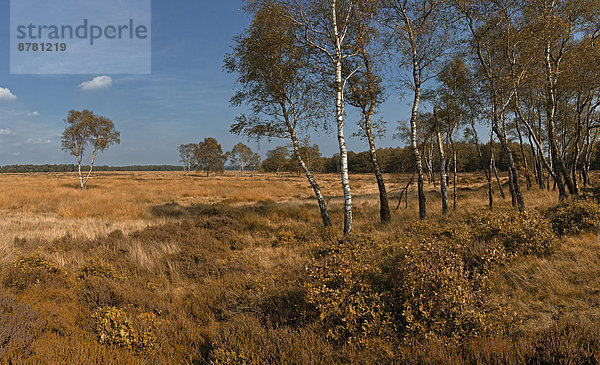Nationalpark  Europa  Baum  Landschaft  Natur  Feld  Herbst  Wiese  Niederlande  Gelderland