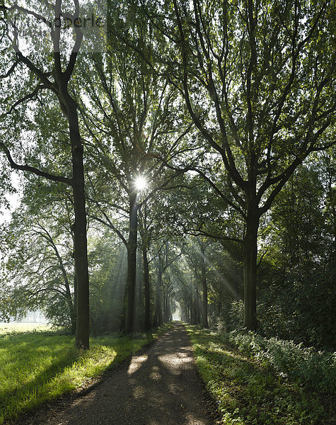 Europa Baum Landschaft Gasse Wald Nebel Holz Herbst Sonnenstrahl Niederlande Utrecht
