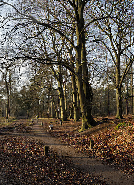 Europa Winter Mensch Menschen Baum Landschaft Fahrradfahrer Weg Wald Holz Niederlande Utrecht