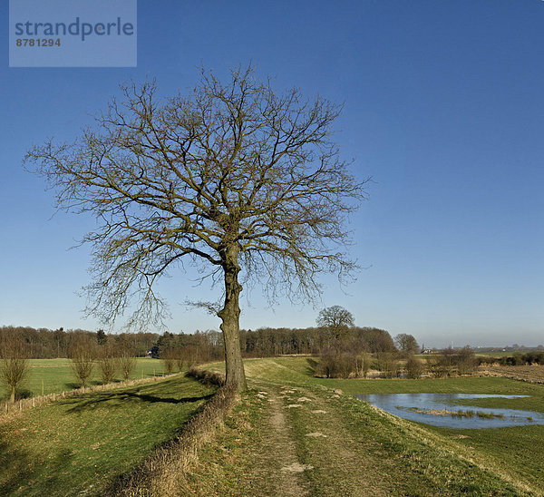 Europa  Winter  Baum  Landschaft  Fluss  Feld  Wiese  Niederlande  Gelderland