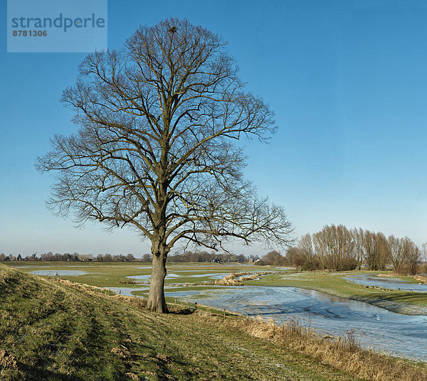 Wasser  Europa  Winter  Baum  Landschaft  Eis  Fluss  Einsamkeit  Niederlande  Gelderland  Schnee