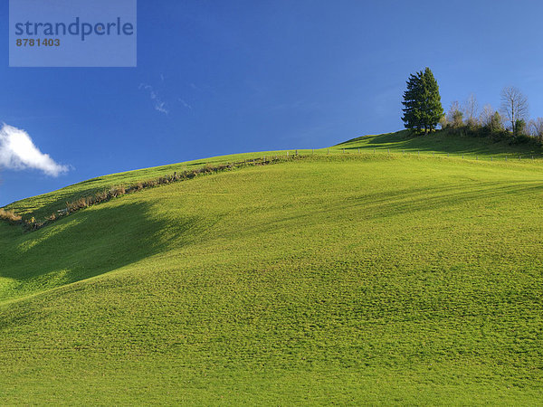 Landschaftlich schön  landschaftlich reizvoll  Europa  Wolke  Landschaft  Hügel  grün  Landwirtschaft  Herbst  Wiese  Tanne  Schweiz