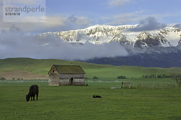 Vereinigte Staaten von Amerika  USA  Hausrind  Hausrinder  Kuh  nahe  Berg  Landwirtschaft  Schürfwunde  Zimmer  grasen  unterhalb  Kuh  Oregon  Wallowa