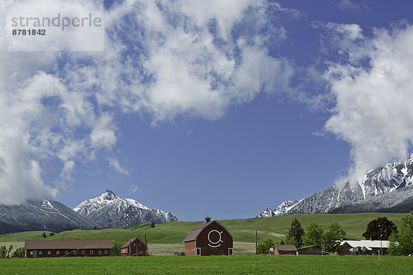 Vereinigte Staaten von Amerika  USA  nahe  Berg  Landwirtschaft  Zimmer  grasen  unterhalb  Oregon  Wallowa