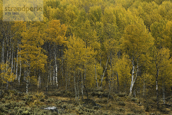 Espe  Populus tremula  Wald  Herbst  Idaho