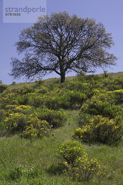 Vereinigte Staaten von Amerika  USA  Hügel  Desorientiert  Wildblume  Eiche  Kalifornien