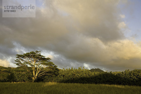 Vereinigte Staaten von Amerika  USA  Außenaufnahme  Baum  Hawaii  Kauai  Affe