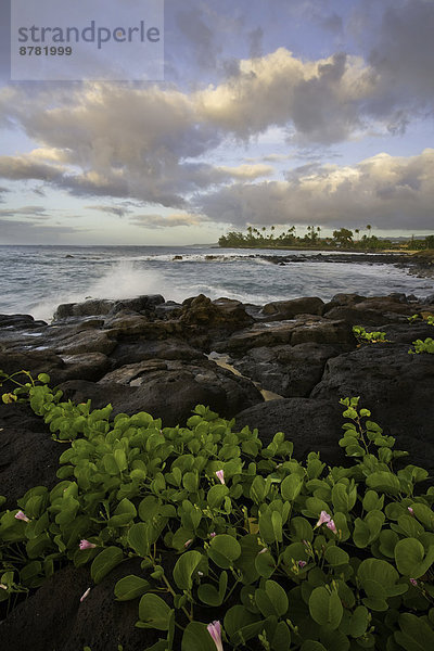 Vereinigte Staaten von Amerika  USA  Wasserrand  Morgen  Insel  Hawaii  Kauai
