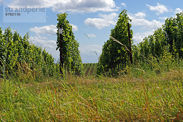 Panorama  Landschaftlich schön  landschaftlich reizvoll  Sehenswürdigkeit  Europa  Wein  Pflanze  Gras  Deutschland  Rheinland-Pfalz  Tourismus  Reben