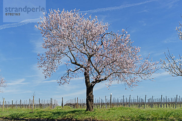 Mandelbaum  Prunus dulcis  Landschaftlich schön  landschaftlich reizvoll  Sehenswürdigkeit  Europa  Wein  Baum  Blüte  Pflanze  blühen  Deutschland  Rheinland-Pfalz  Tourismus