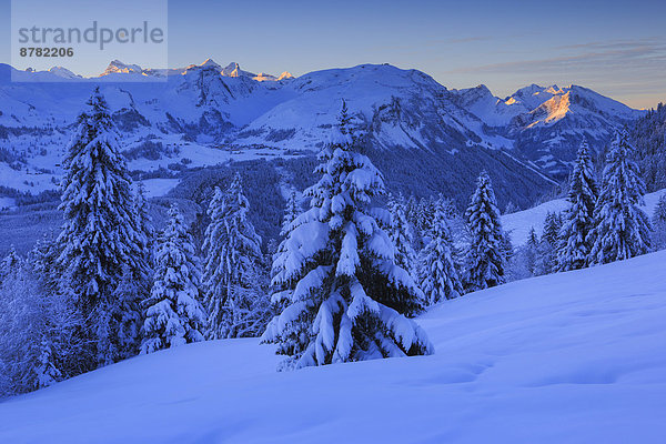 Kälte Panorama Europa Schneedecke Berg Winter Baum Himmel Sonnenaufgang Schnee Wald Holz Berggipfel Gipfel Spitze Spitzen Alpen blau Ansicht Fichte Tanne Westalpen schweizerisch Schweiz Schweizer Alpen Zentralschweiz