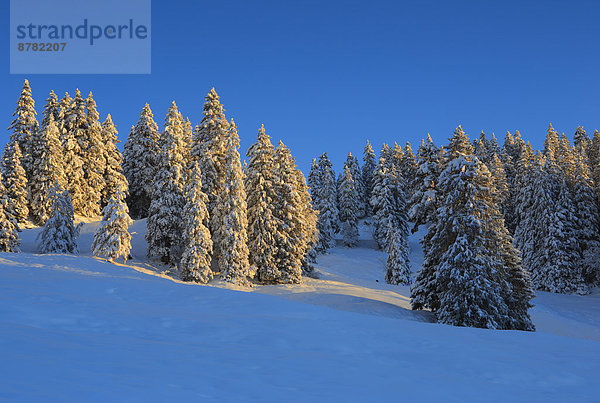Europa Schneedecke Winter Sonnenstrahl Baum Himmel Sonnenaufgang Schnee Wald Berg Holz Alpen blau Sonnenlicht Fichte Tanne Morgendämmerung Sonne Schweiz Morgenlicht