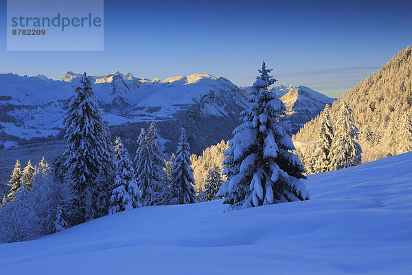 Kälte Panorama Europa Schneedecke Berg Winter Baum Himmel Sonnenaufgang Schnee Wald Holz Berggipfel Gipfel Spitze Spitzen Alpen blau Ansicht Fichte Tanne Westalpen schweizerisch Schweiz Schweizer Alpen Zentralschweiz