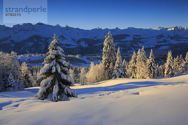 Kälte Panorama Europa Schneedecke Berg Winter Baum Himmel Sonnenaufgang Schnee Wald Holz Berggipfel Gipfel Spitze Spitzen Alpen blau Ansicht Fichte Tanne Westalpen schweizerisch Schweiz Schweizer Alpen Zentralschweiz