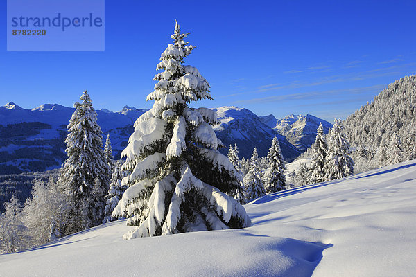 Kälte Panorama Europa Schneedecke Berg Winter Baum Himmel Schnee Wald Holz Berggipfel Gipfel Spitze Spitzen Alpen blau Ansicht Fichte Tanne Westalpen schweizerisch Schweiz Schweizer Alpen Zentralschweiz