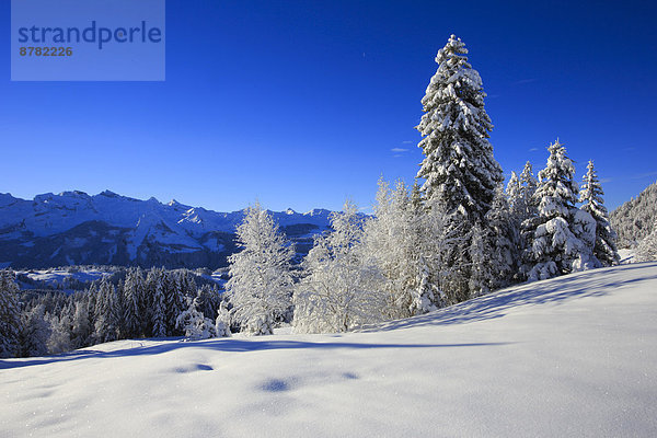 Kälte Panorama Europa Schneedecke Berg Winter Baum Himmel Schnee Wald Holz Berggipfel Gipfel Spitze Spitzen Alpen blau Ansicht Fichte Tanne Westalpen schweizerisch Schweiz Schweizer Alpen Zentralschweiz