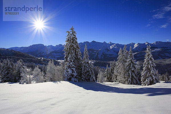 Kälte Panorama sternförmig Europa Schneedecke Berg Winter Baum Himmel Schnee Wald Holz Berggipfel Gipfel Spitze Spitzen Alpen blau Ansicht Sonnenstrahl Fichte Tanne Westalpen Sonne schweizerisch Schweiz Schweizer Alpen Zentralschweiz