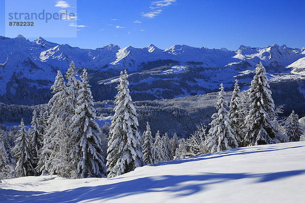 Kälte Panorama Europa Schneedecke Berg Winter Baum Himmel Schnee Wald Holz Berggipfel Gipfel Spitze Spitzen Alpen blau Ansicht Fichte Tanne Westalpen schweizerisch Schweiz Schweizer Alpen Zentralschweiz