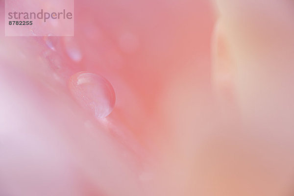 Makroaufnahme  Detail  Details  Ausschnitt  Ausschnitte  Anschnitt  Wasser  Blume  schneiden  Blüte  heraustropfen  tropfen  undicht  Abstraktion  Close-up  close-ups  close up  close ups  pink  Regentropfen  Rose  Weichheit