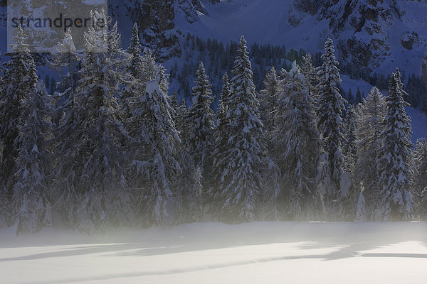 Kälte Muster Schneedecke Winter Baum Konzept Schnee Wald weiß Nebel Abstraktion Holz Fichte Tanne Schnittmuster Nebelfelder