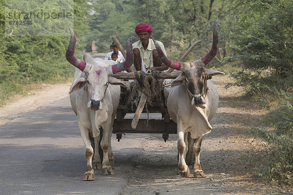 Hausrind  Hausrinder  Kuh  Landwirtschaft  Fuhrwerk  Ochse  Asien  Indien