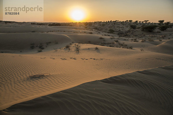 Landschaftlich schön  landschaftlich reizvoll  Sonnenaufgang  Wüste  Asien  Indien  Rajasthan