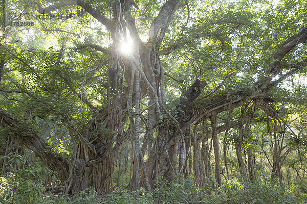 Nationalpark  Baum  Asien  Indien  Rajasthan