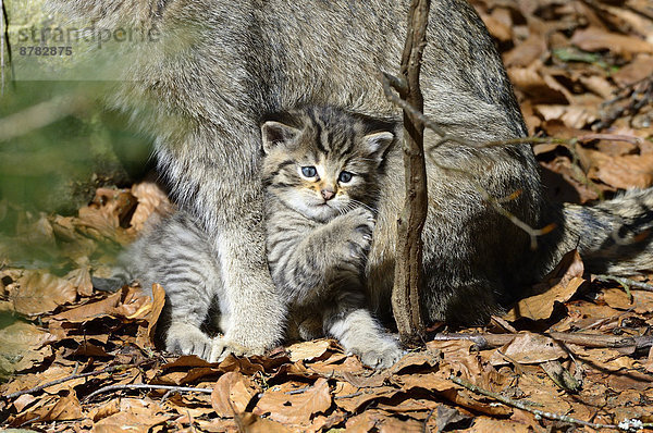 Wildkatze  Felis silvestris  Europa  Tier  Katze  Raubtier  jung  Raubkatze  Deutschland