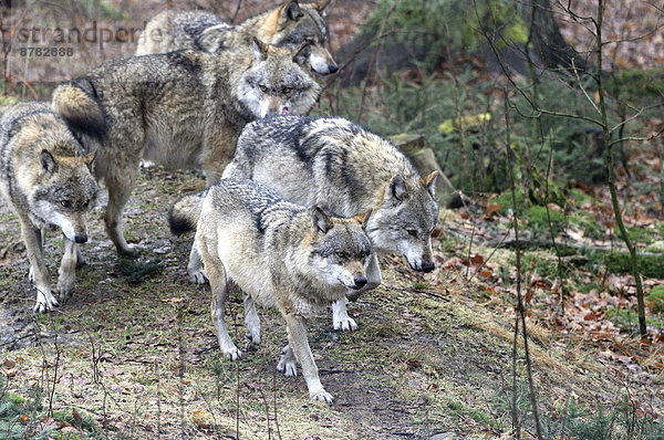 Grauwolf Canis lupus pambasileus Kälte Wolf Canis lupus Europa Winter Tier Raubtier Hund Europäischer Wolf Frost Deutschland Schnee