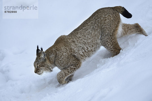 Wildkatze  Felis silvestris  Europa  Winter  Tier  Katze  Luchs  lynx lynx  Deutschland  Raubtier