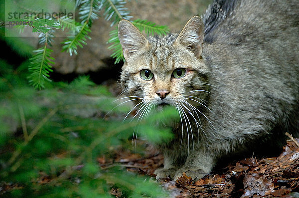 Wildkatze Felis silvestris Europa Tier Wald Holz Katze Raubtier Deutschland