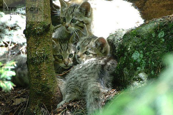 Wildkatze  Felis silvestris  Europa  Tier  Katze  Raubtier  Raubkatze  Deutschland