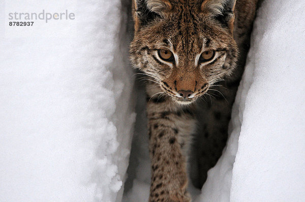 Wildkatze  Felis silvestris  Europa  Winter  Tier  Katze  Luchs  lynx lynx  Deutschland  Raubtier  Schnee