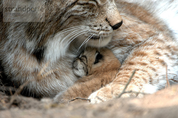 Wildkatze  Felis silvestris  Europa  Tier  Katze  jung  Luchs  lynx lynx  Deutschland  Raubtier
