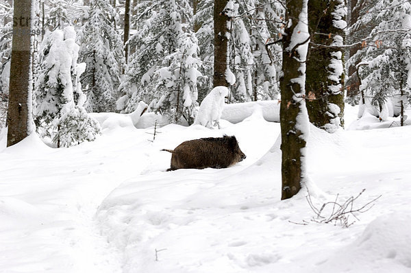 Wildschwein  Sus scrofa  Sau  Kälte  Europa  Winter  Tier  Säugetier  Wirbeltier  Deutschland  Schwein  Schnee