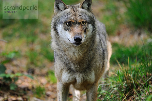 Grauwolf Canis lupus pambasileus Wolf Canis lupus Europa Sommer Tier Raubtier Hund Europäischer Wolf Deutschland