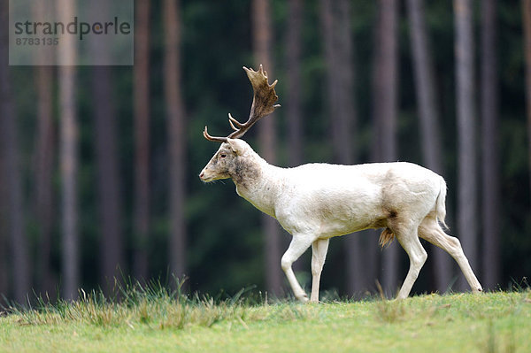 Damhirsch Cervus dama Hirsch Europa Tier Wald Holz Herbst Wildtier Brunft Geweih Deutschland Winterjacke