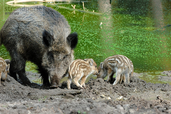 Wildschwein  Sus scrofa  Sau  Europa  Tier  Säugetier  Wirbeltier  wälzen  Deutschland  Schwein