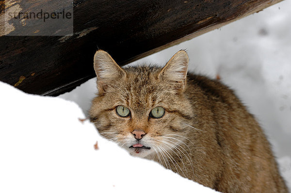 Wildkatze  Felis silvestris  Europa  Winter  Tier  Katze  Raubtier  Raubkatze  Deutschland  Schnee
