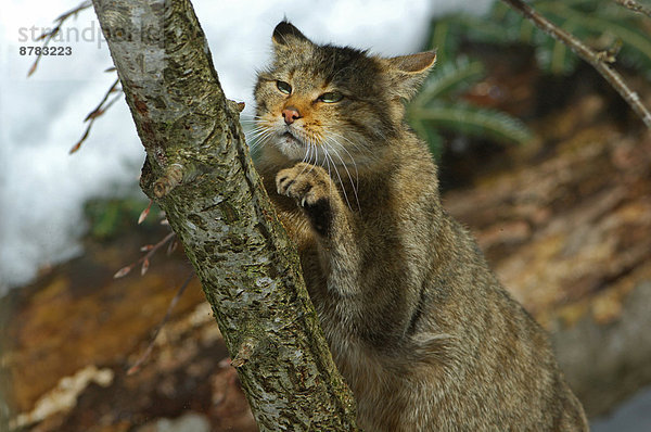 Wildkatze  Felis silvestris  Europa  Winter  Tier  Katze  Raubtier  Deutschland