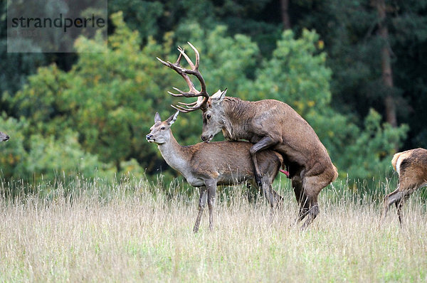 Rothirsch  Cervus elaphus  Hirsch  Europa  Tier  Herbst  Geweih  Deutschland