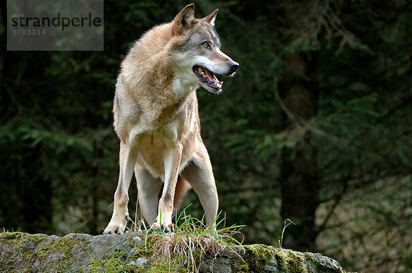 Grauwolf Canis lupus pambasileus Wolf Canis lupus Europa Tier Raubtier Hund Europäischer Wolf Deutschland