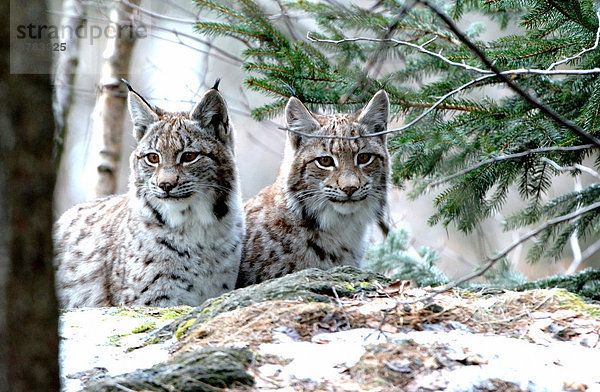 Wildkatze  Felis silvestris  Europa  Tier  Katze  Luchs  lynx lynx  Deutschland  Raubtier