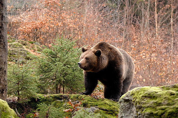 Bär  Braunbär  Ursus arctos  Europa  Winter  Tier  Deutschland  Raubtier