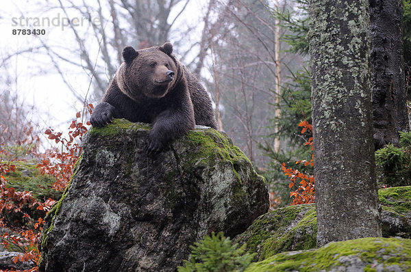Bär  Braunbär  Ursus arctos  Europa  nass  Tier  Regen  Fell - Tier  Herbst  Deutschland  Raubtier