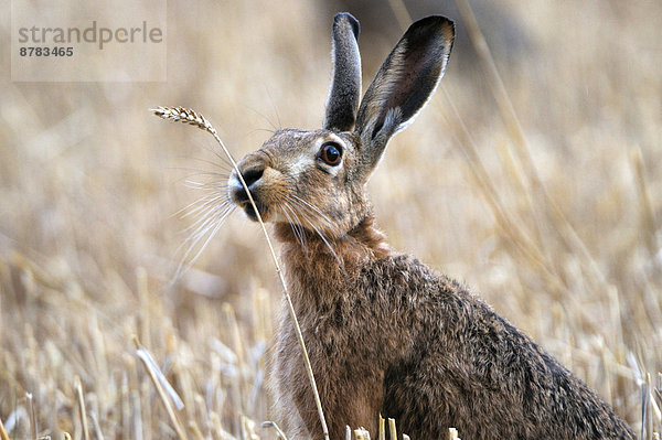 Kornfeld  Europa  Sommer  Tier  ernten  Nutzpflanze  Lampe  Kaninchen  füttern  Deutschland  Hase