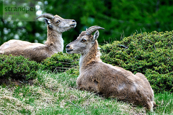 Alpensteinbock  Capra ibex ibex  Gams  Oreamnos americanus  Steinbock  Capra ibex  Europa  Berg  Tier  Ziege  Capra aegagrus hircus  Geiß  Steinbock - Sternzeichen  weibliches Tier  weibliche Tiere  weiblich  Hornträger  Bovidae  Winterjacke